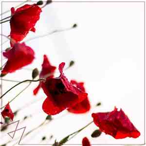 Madilyn Bailey - Symphony download free Madilyn Bailey - Symphony download mp3 flac
