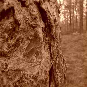 Vārna - Pirms Simtiem Radās Simti download free Vārna - Pirms Simtiem Radās Simti download mp3 flac